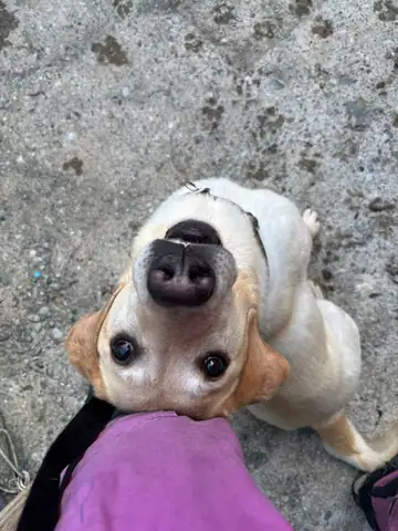 Hund schaut von unten in die Kamera, im Hintergrund Kies
