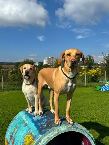Zwei Hunde stehen auf einem Tunnel vor blauem Himmel