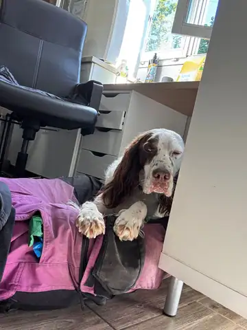 Hund sitzt im Büro am Schreibtisch