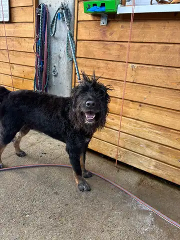 Schwarzer Hund vor einer Holzwand