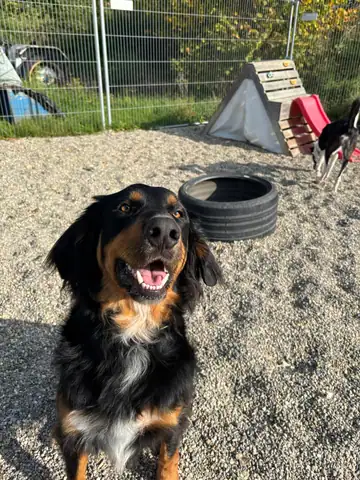 Schwarz-brauner Hund sitzt auf dem Kies