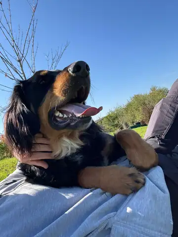 Hund schaut vom Schoss einer Person in den Himmel