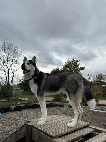 Hund steht auf einer Holzplattform vor bewölktem Himmel