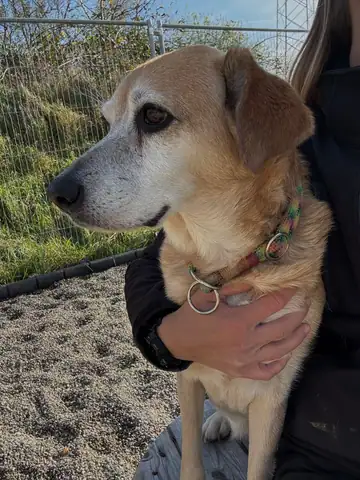 Hund sitzt auf dem Schoss einer Person auf dem Kies