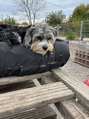 Kleiner Hund liegt auf einem Kissen auf einer Holzbank
