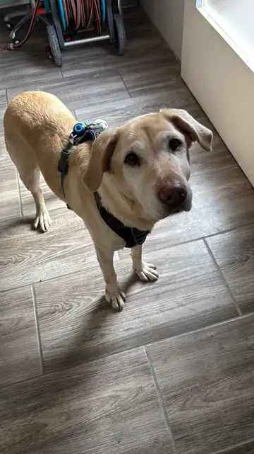 Hund steht auf dem Holzboden im Gang