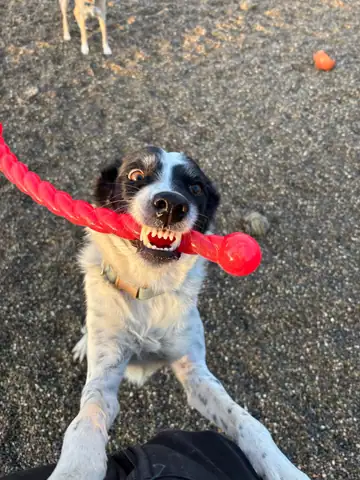 Hund mit rotem Spielzeug im Maul auf dem Kies