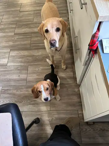 Zwei Hunde im Büro, einer davon ein Beagle