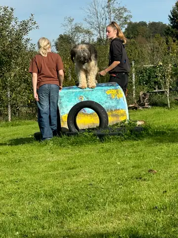 Person mit Hund auf der Wiese neben einem bunten Tunnel