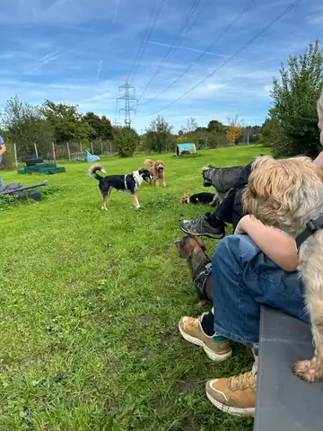Person hockt auf der Wiese, weitere Hunde im Hintergrund