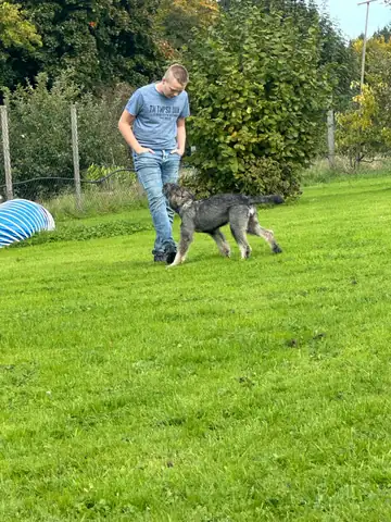Person geht mit einem Hund über die Wiese
