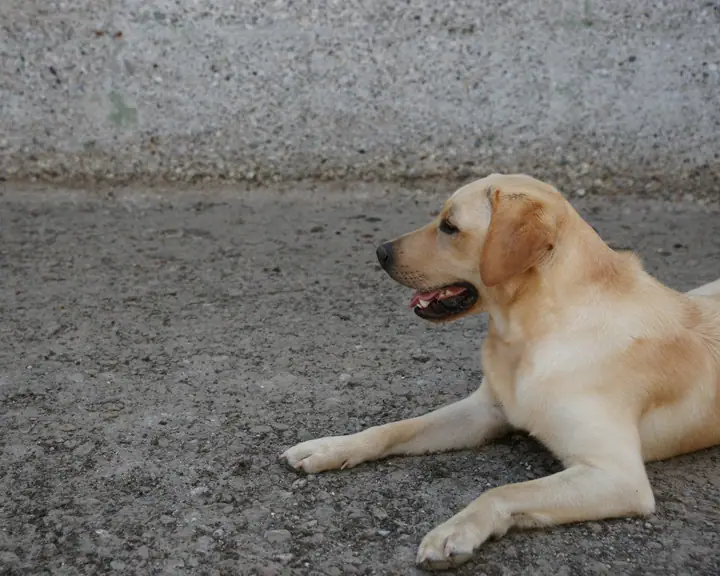 Ein gelber Labrador liegt auf einem Kiesplatz und schaut nach links über den leeren Boden