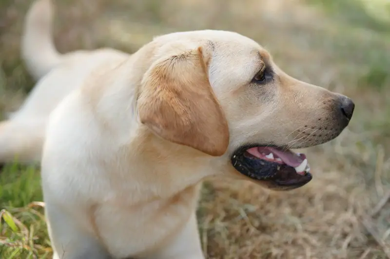 Gelber Labrador im Profil, im Hintergrund trockenes Gras