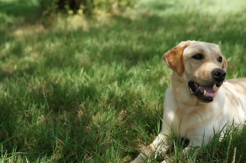 Gelber Labrador liegt im Gras und schaut zur Seite